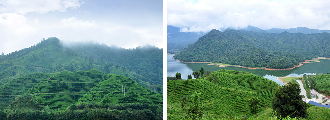 軍峰山茶業，茶葉工廠，專注茶葉生產、茶葉銷售