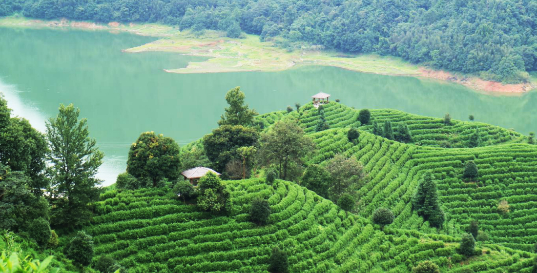 軍峰山茶業